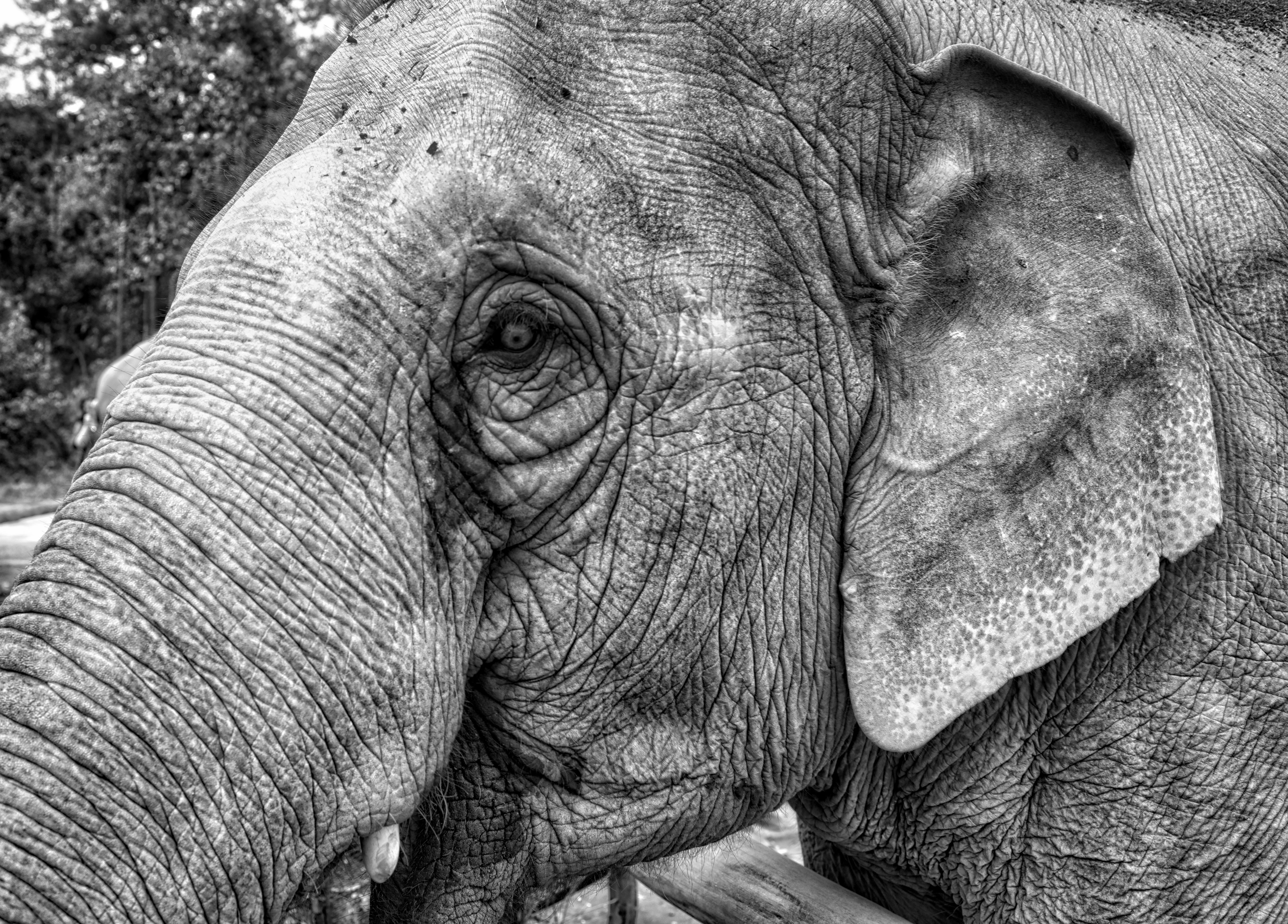 Elephant_HDR.jpeg