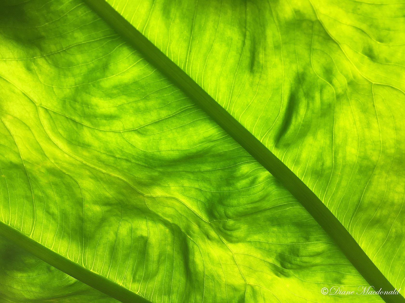 Bacl Lit Elephant Ear Leaf.jpg