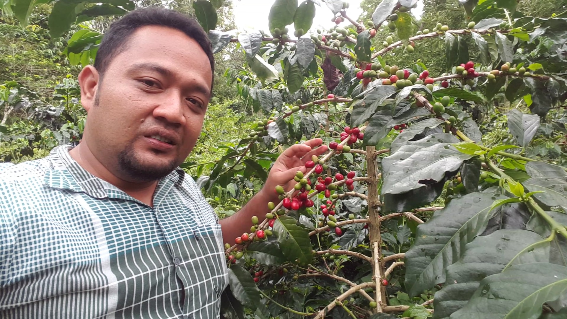 kebun kopi.jpg
