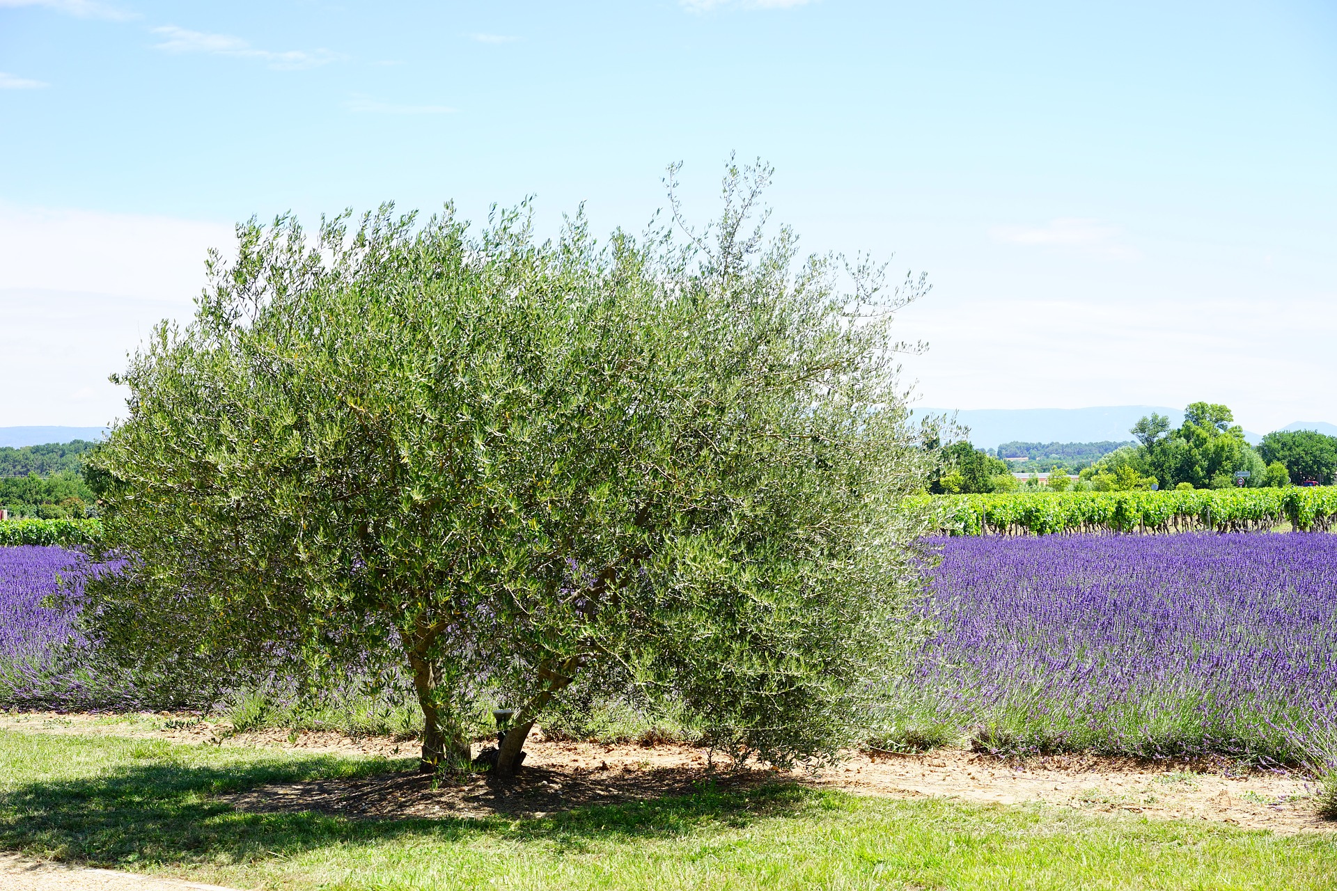 olive-tree-1595493_1920.jpg