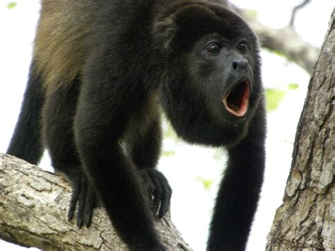 howlermonkey3.jpeg