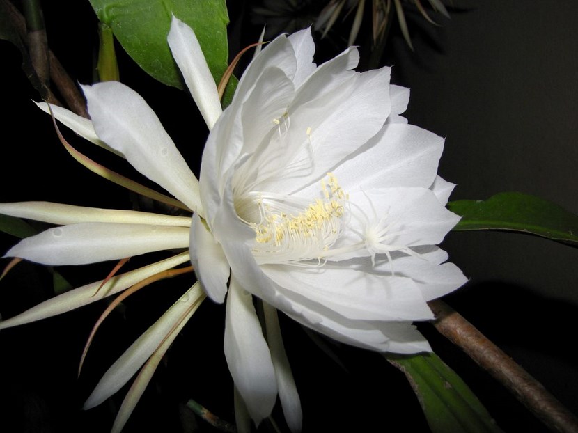 Dama de Noche, Una flor Misteriosa — Steemit