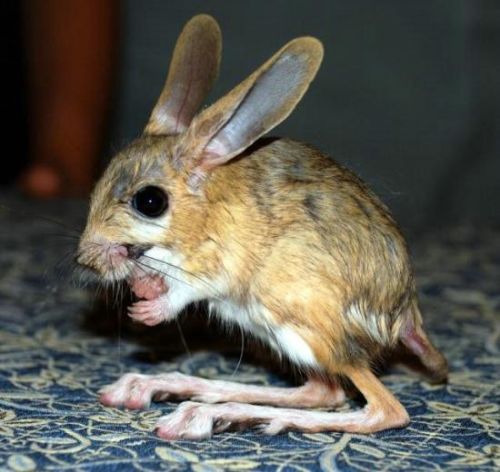 gobi-jerboa-unique-and-so-sweet-10-pictures-8.jpg