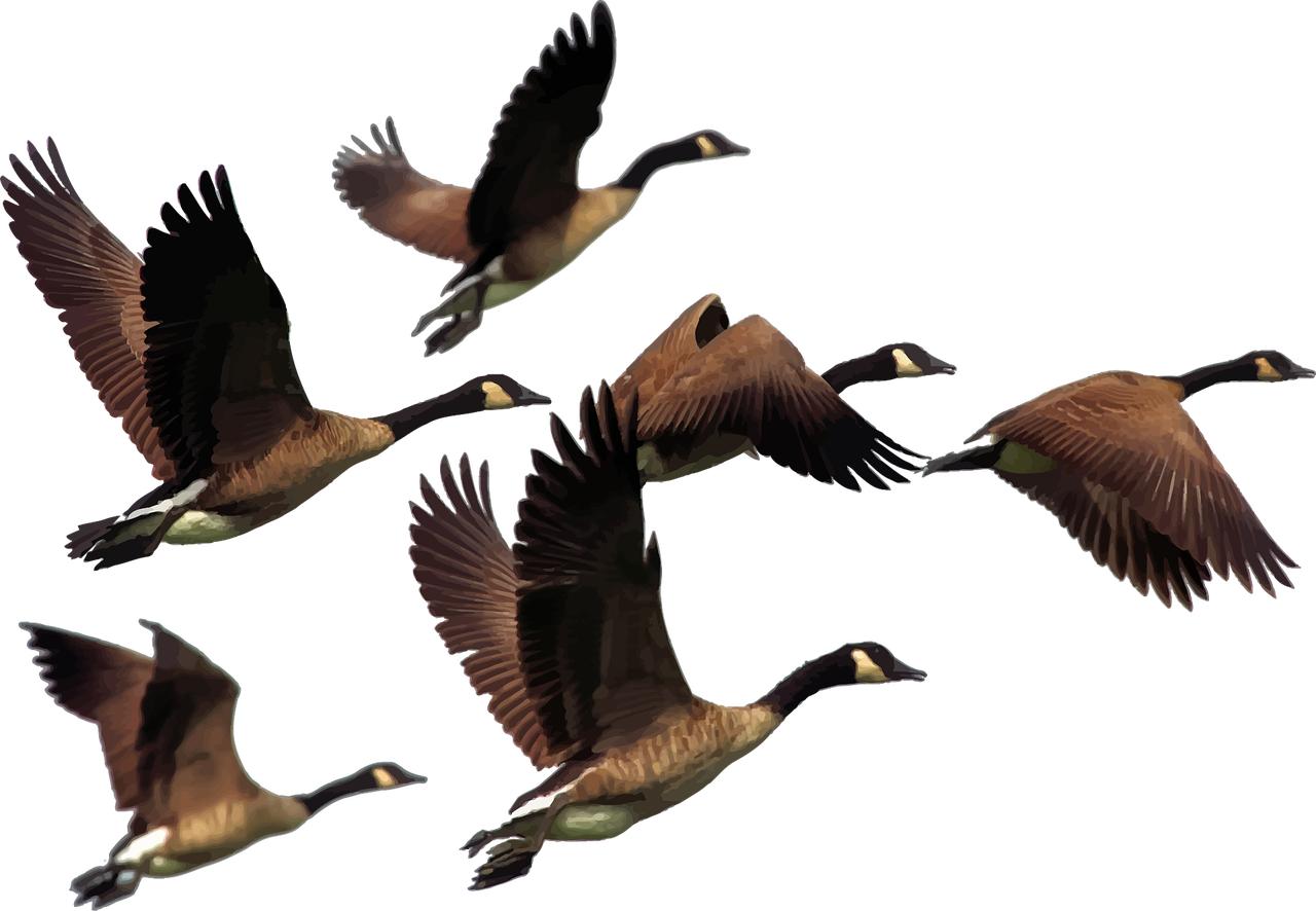 animals-2030018_1280.png
