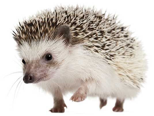 Hedgehog-3.jpg