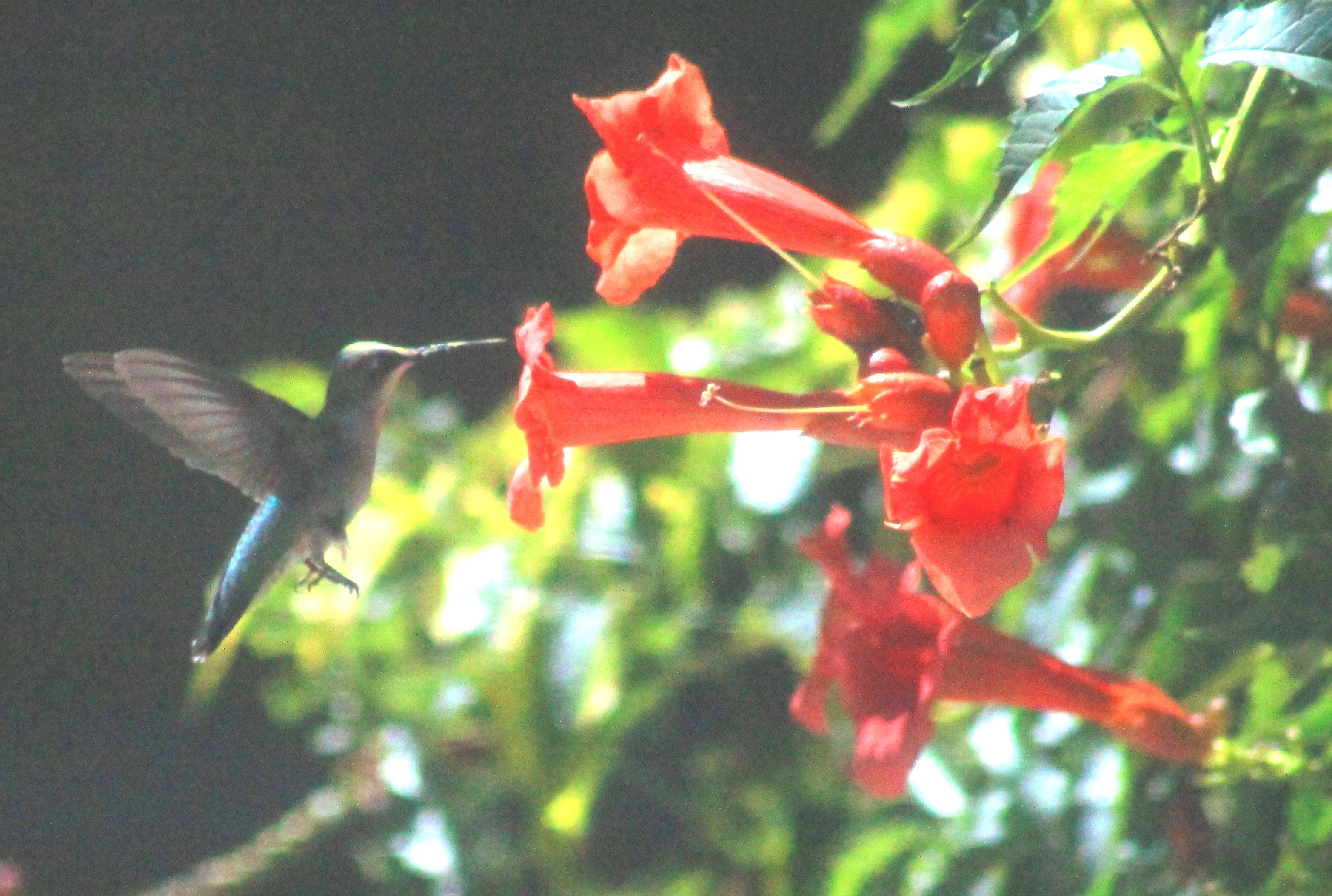 Hummingbird 1.jpg