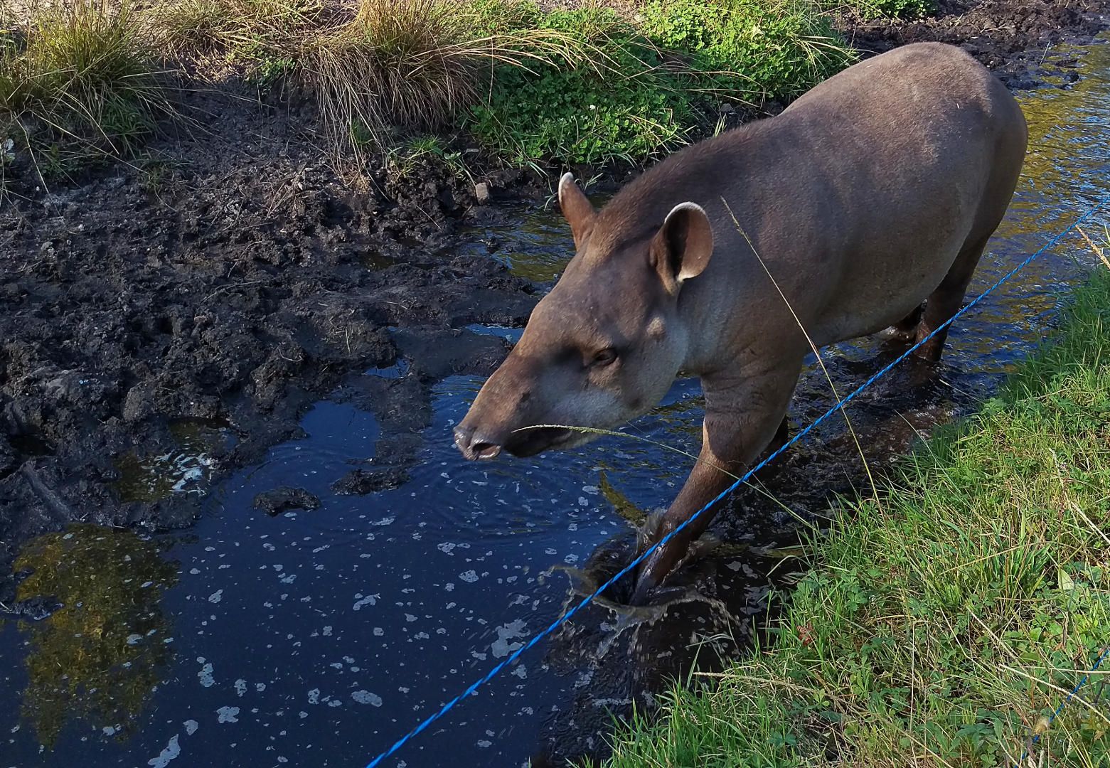 tapir.jpg