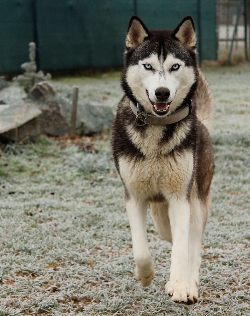 our siberian husky