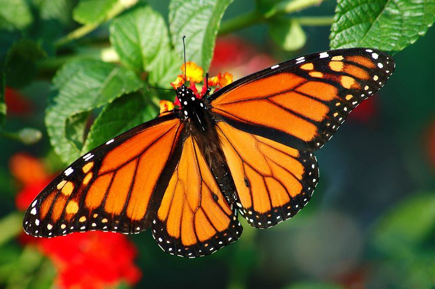 z16254995V,Danus-Plexippus---czyli-piekny-motyl-Monarcha.jpg