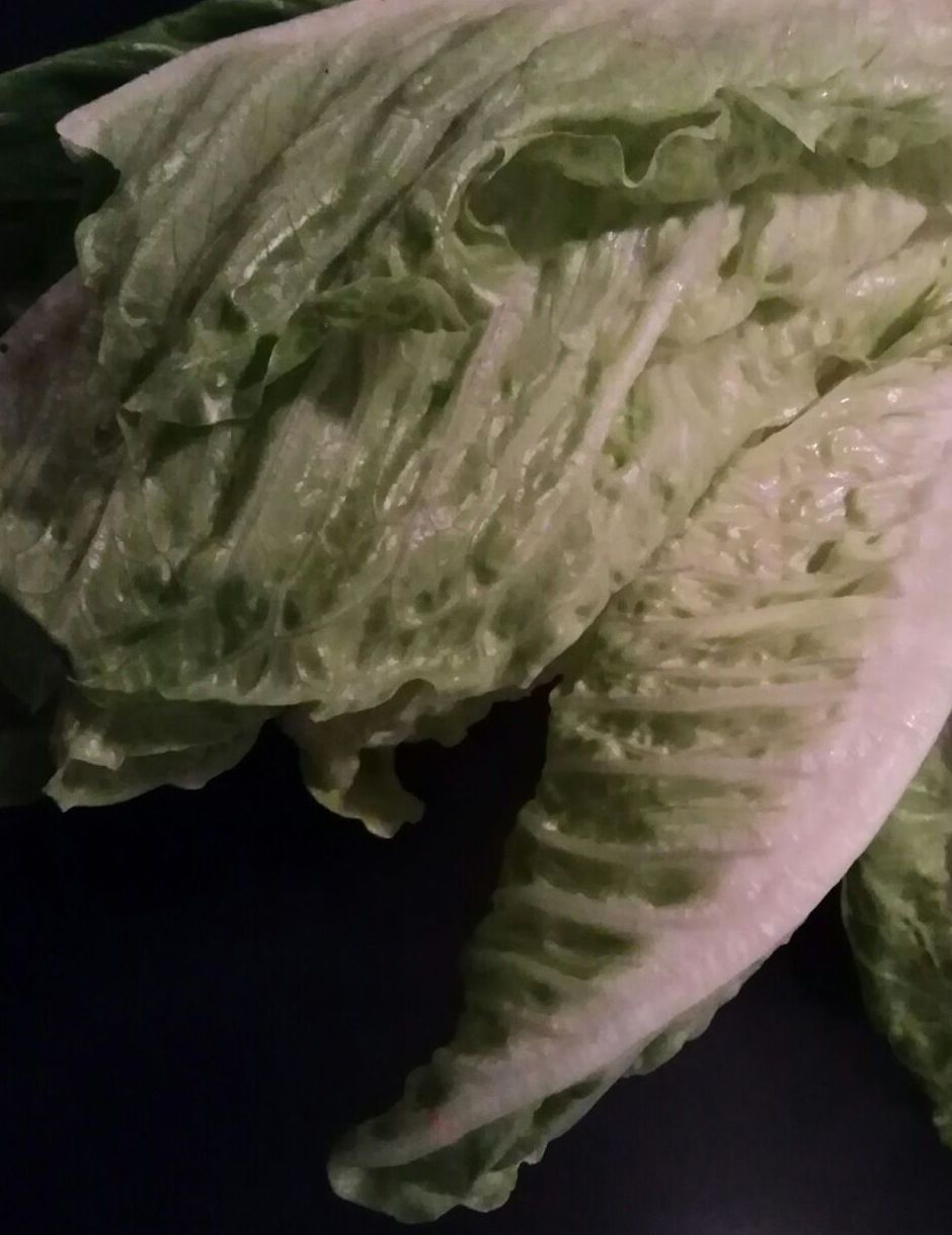 Lettuce2 .jpeg