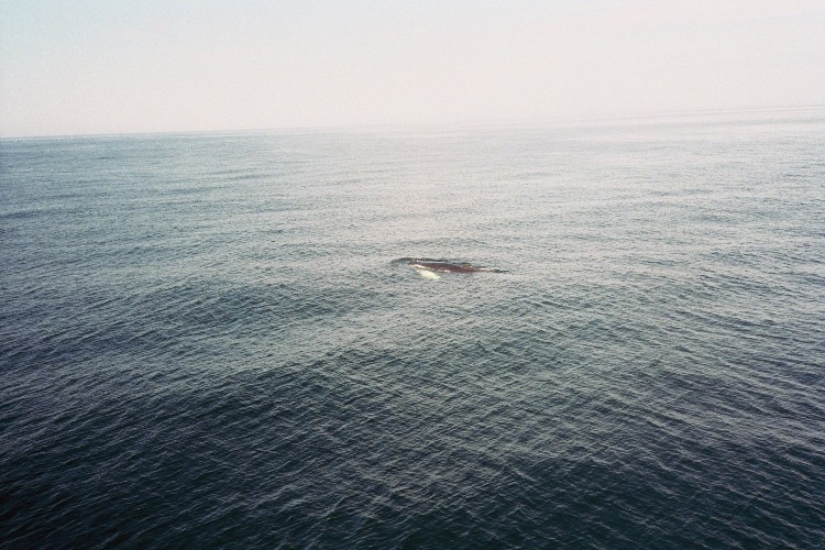 humpback whale01.JPG