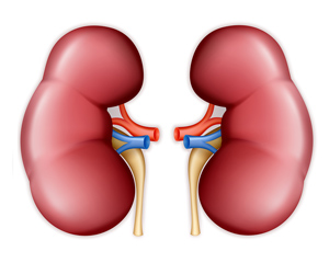 Human-kidney-adjusted-27543047.jpg