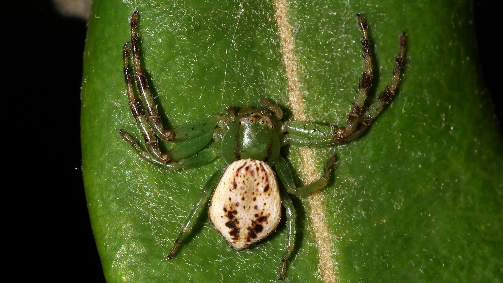 Arachnida 5mm on Banksia leaf BY Tas 3.jpg