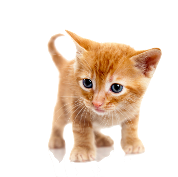 cat_PNG1631.png