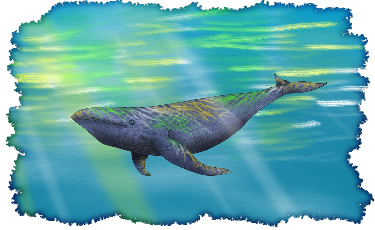 AnikeKirsten-whale.png