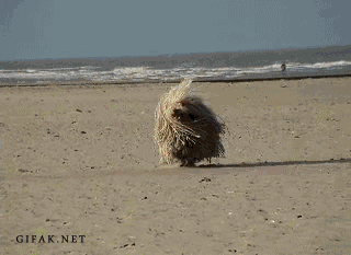 giphy (15).gif