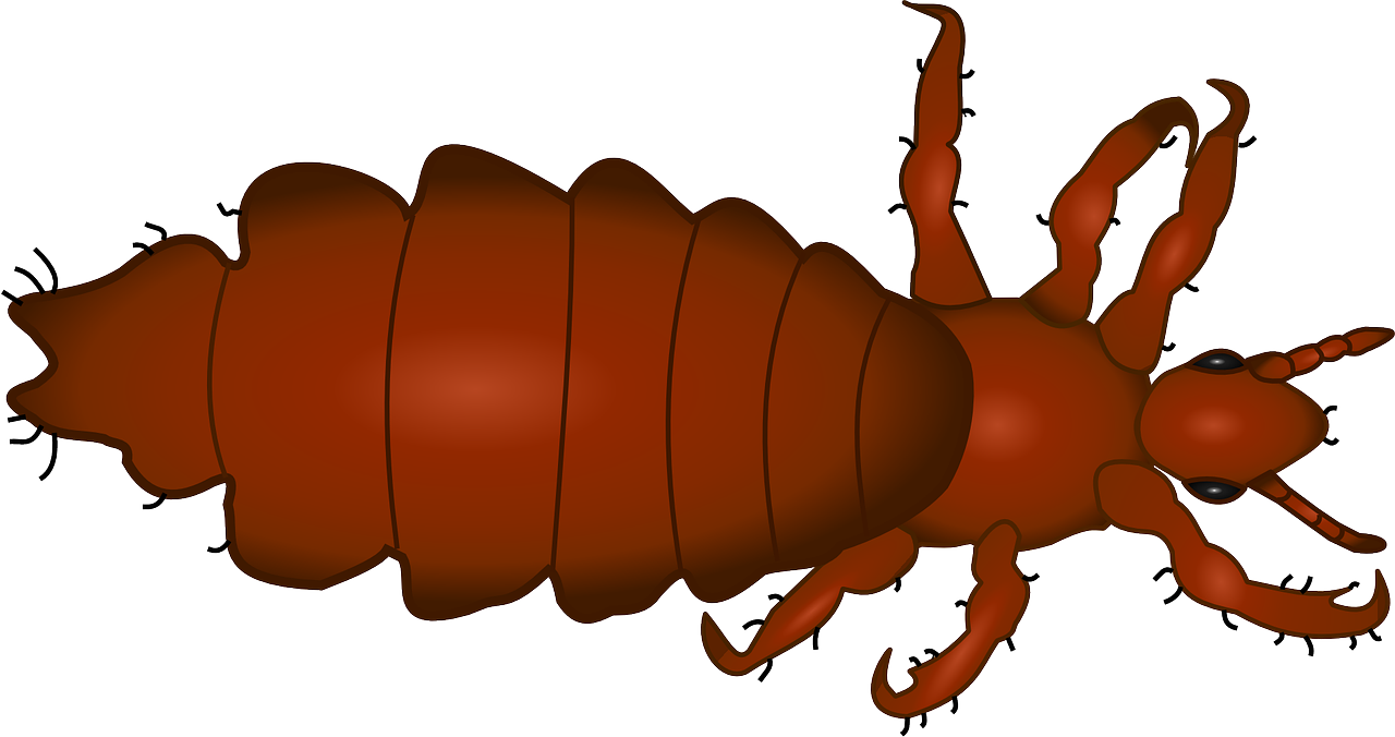 louse-158325_1280.png