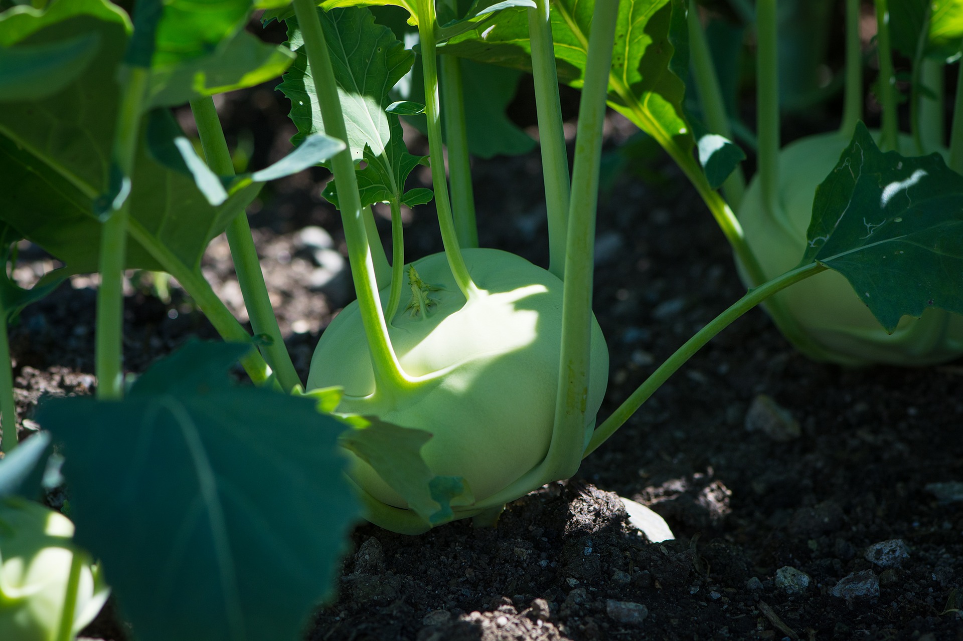 kohlrabi-1595302_1920.jpg