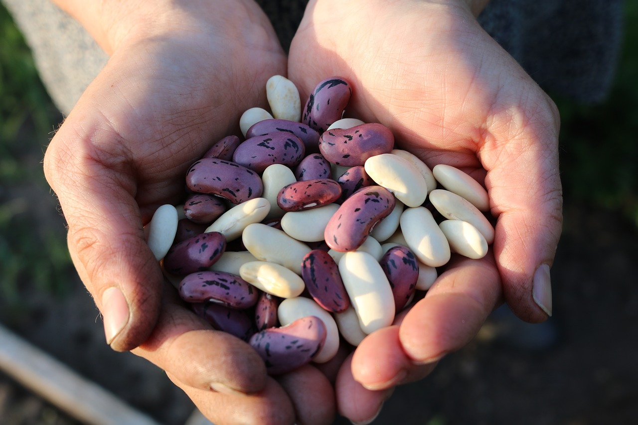 runner-beans-1835646_1280.jpg