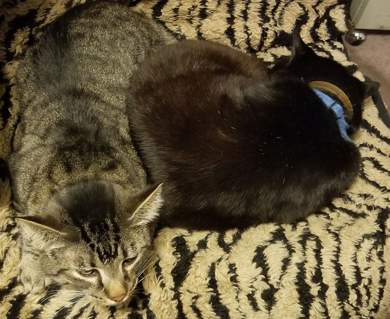 20180209_042642 - Musica and Bear napping.jpg