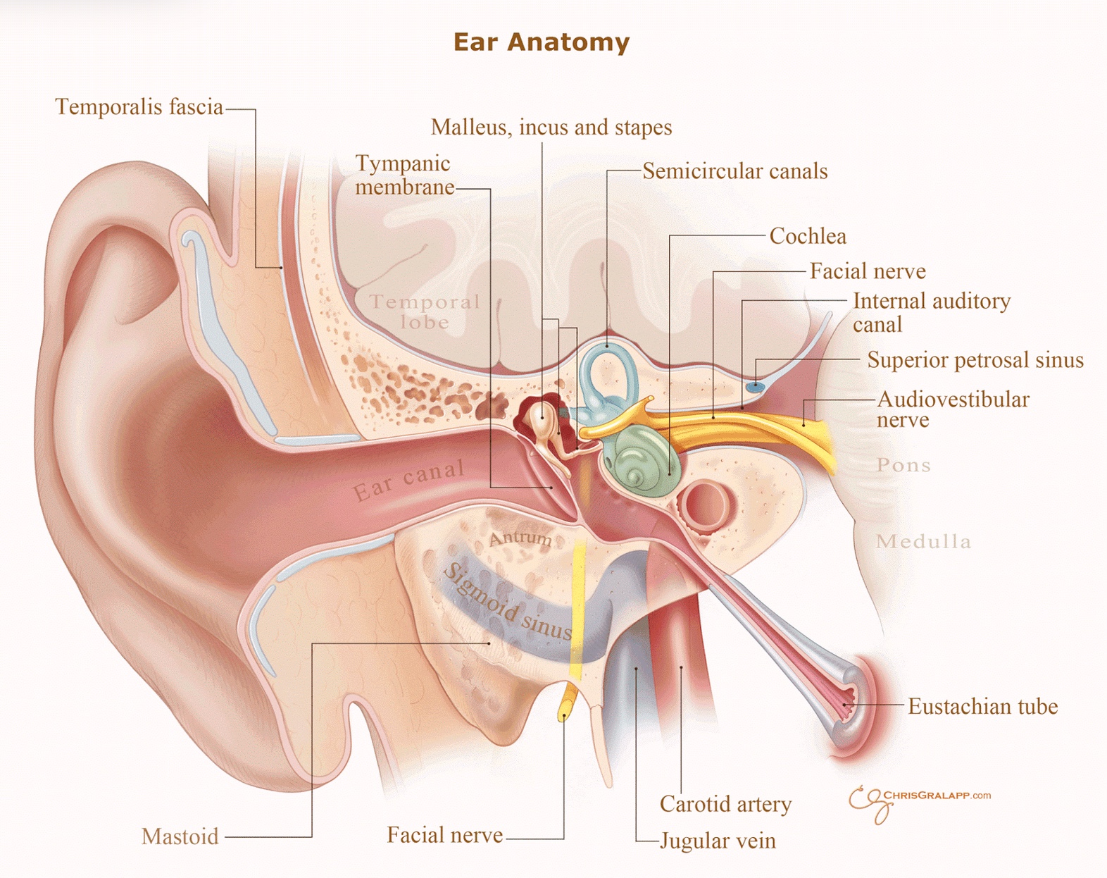 earanatomy.jpeg