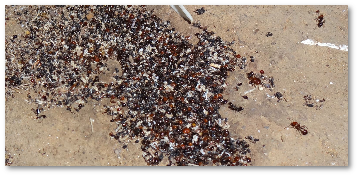 アリの植民地は絶滅の危機にある Steemit