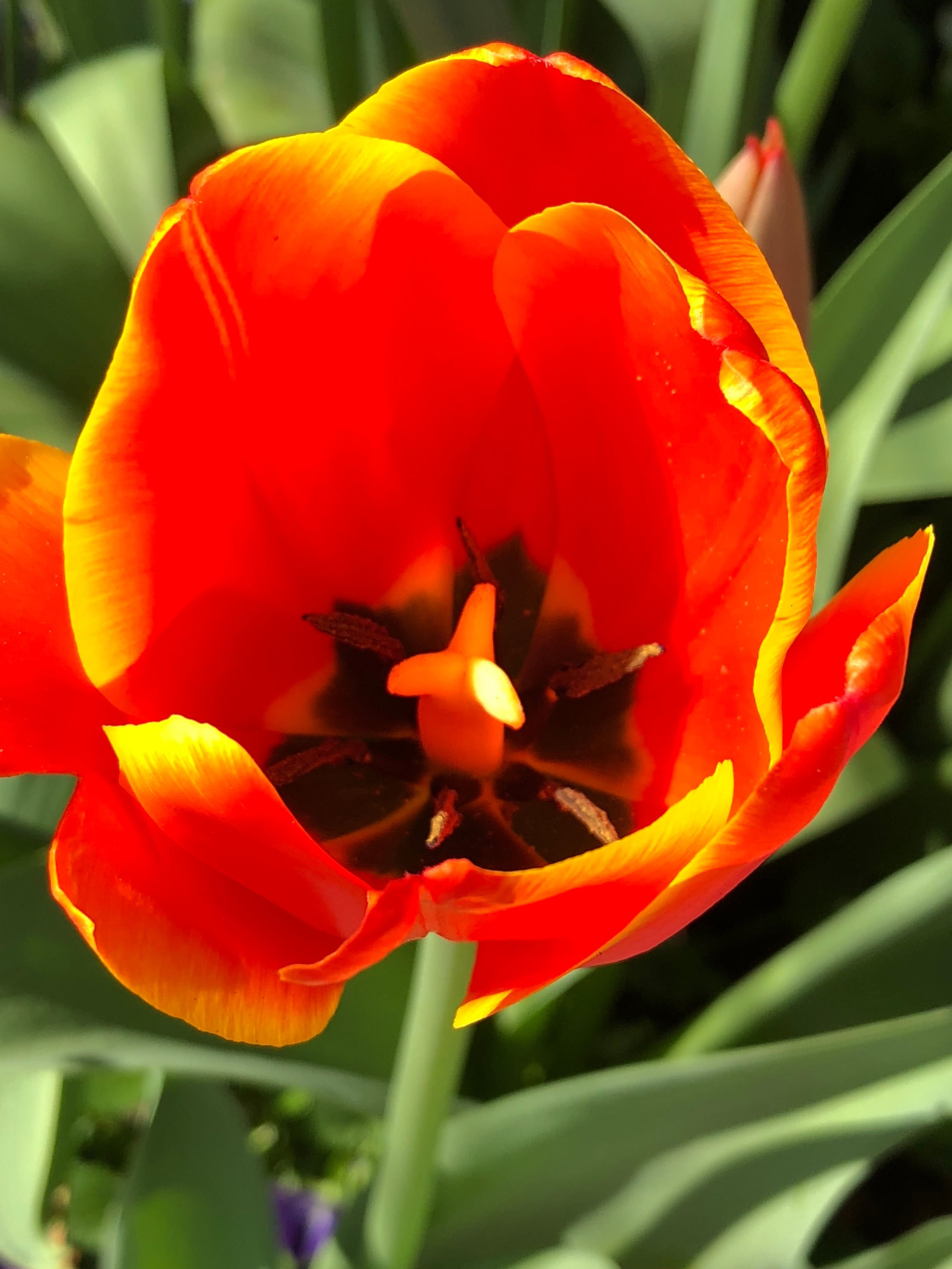 MacroTulip.jpg