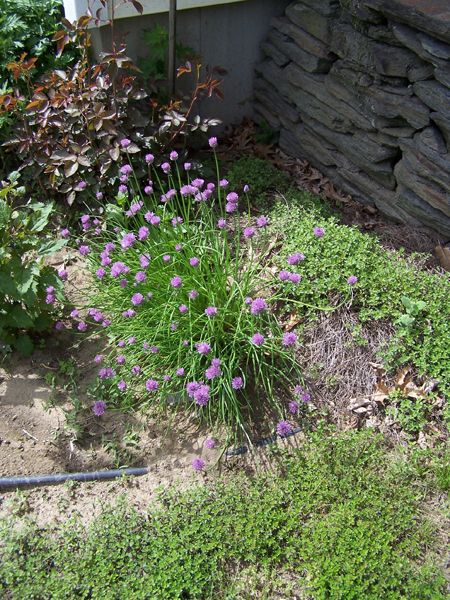 South Herb garden - chives flowering crop May 2018.jpg