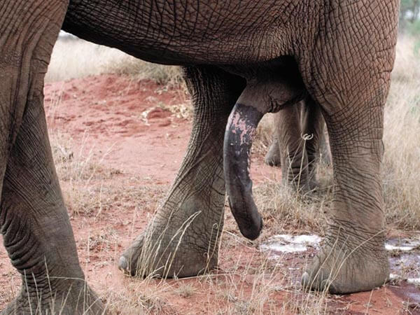 pene-elefante-2.jpg