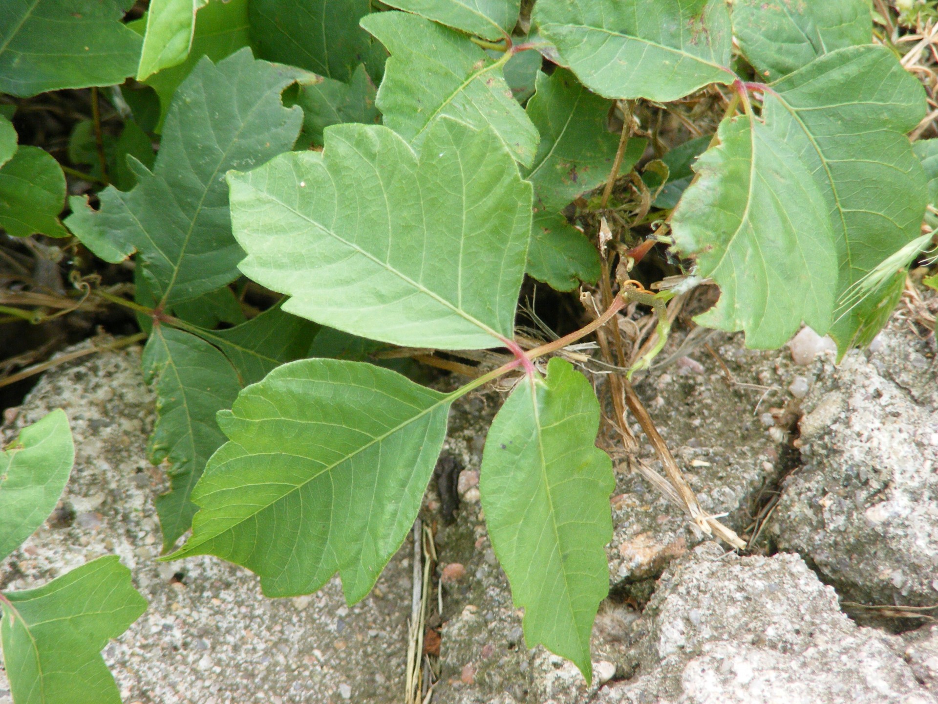 poison-ivy-1437084805leK.jpg