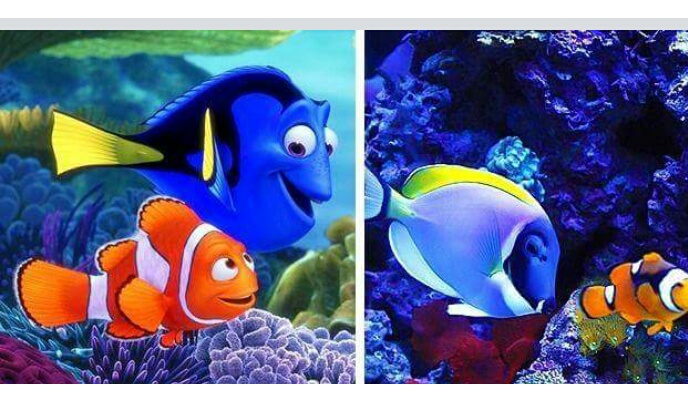 Who's the Real Dory? - Coral Reef Alliance