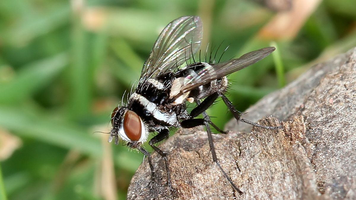 beautiful flying insects