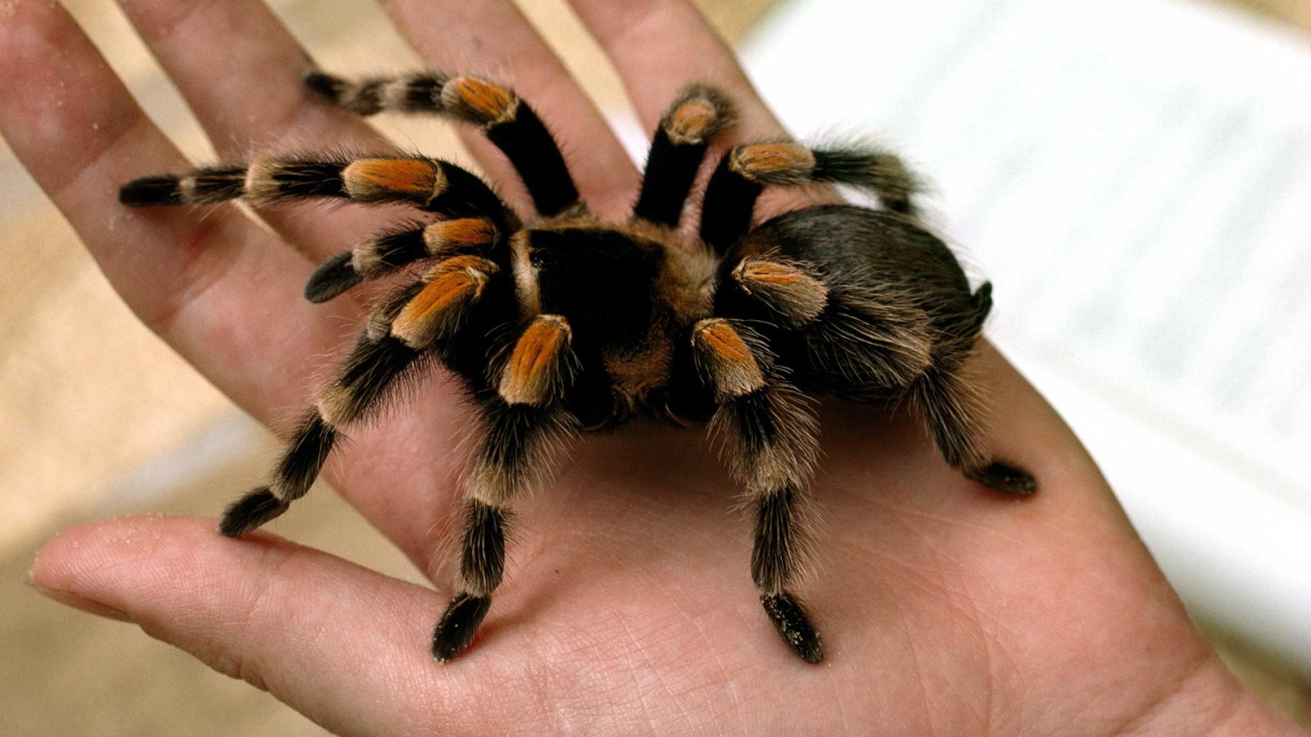 tarantula-closeup-hand.ngsversion.1396530853891.adapt.1900.1.jpg