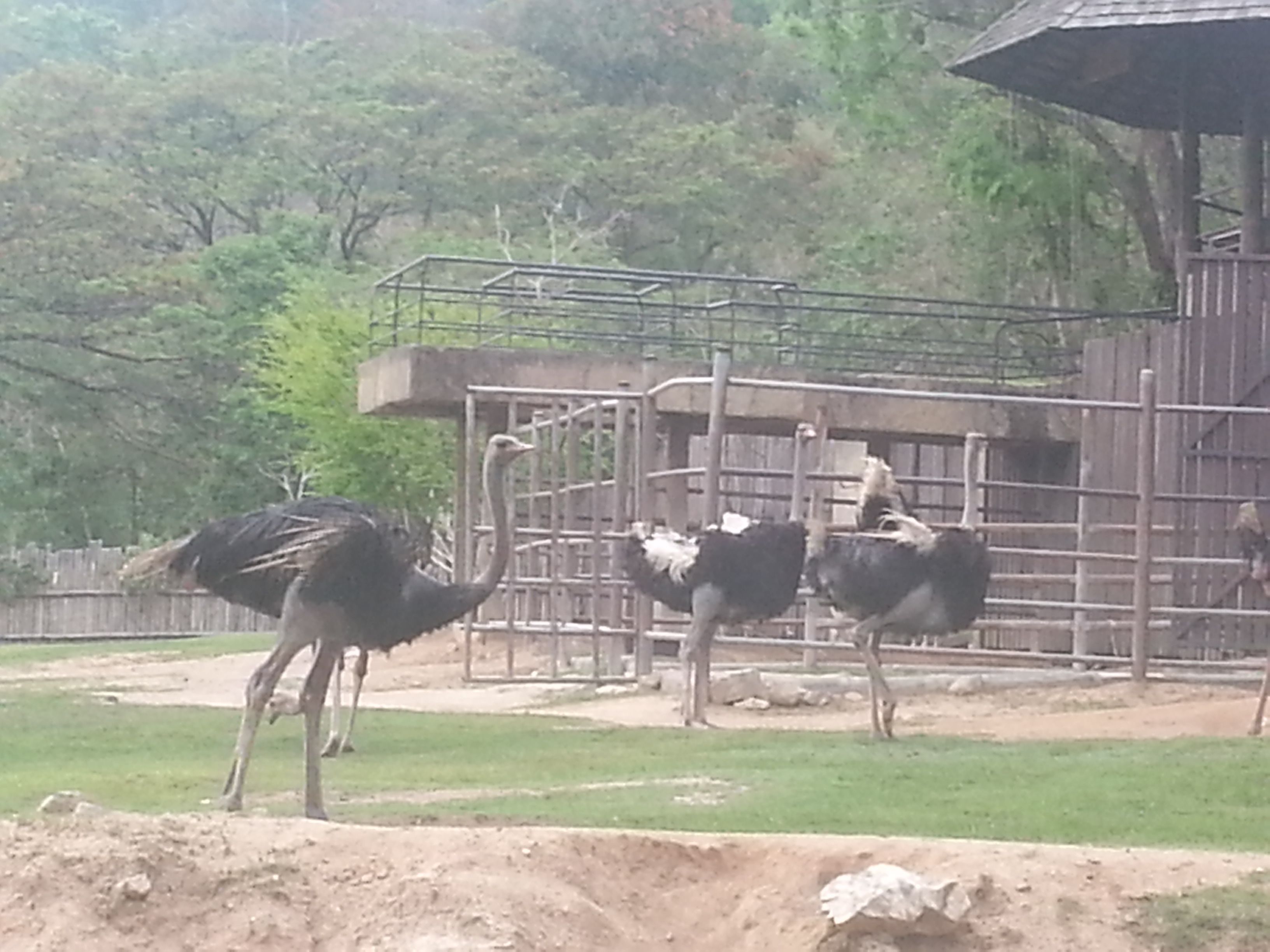 Khao Kheow Open Zoo35.jpg