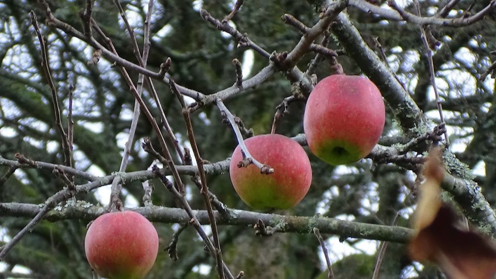 Apples on tree.jpg