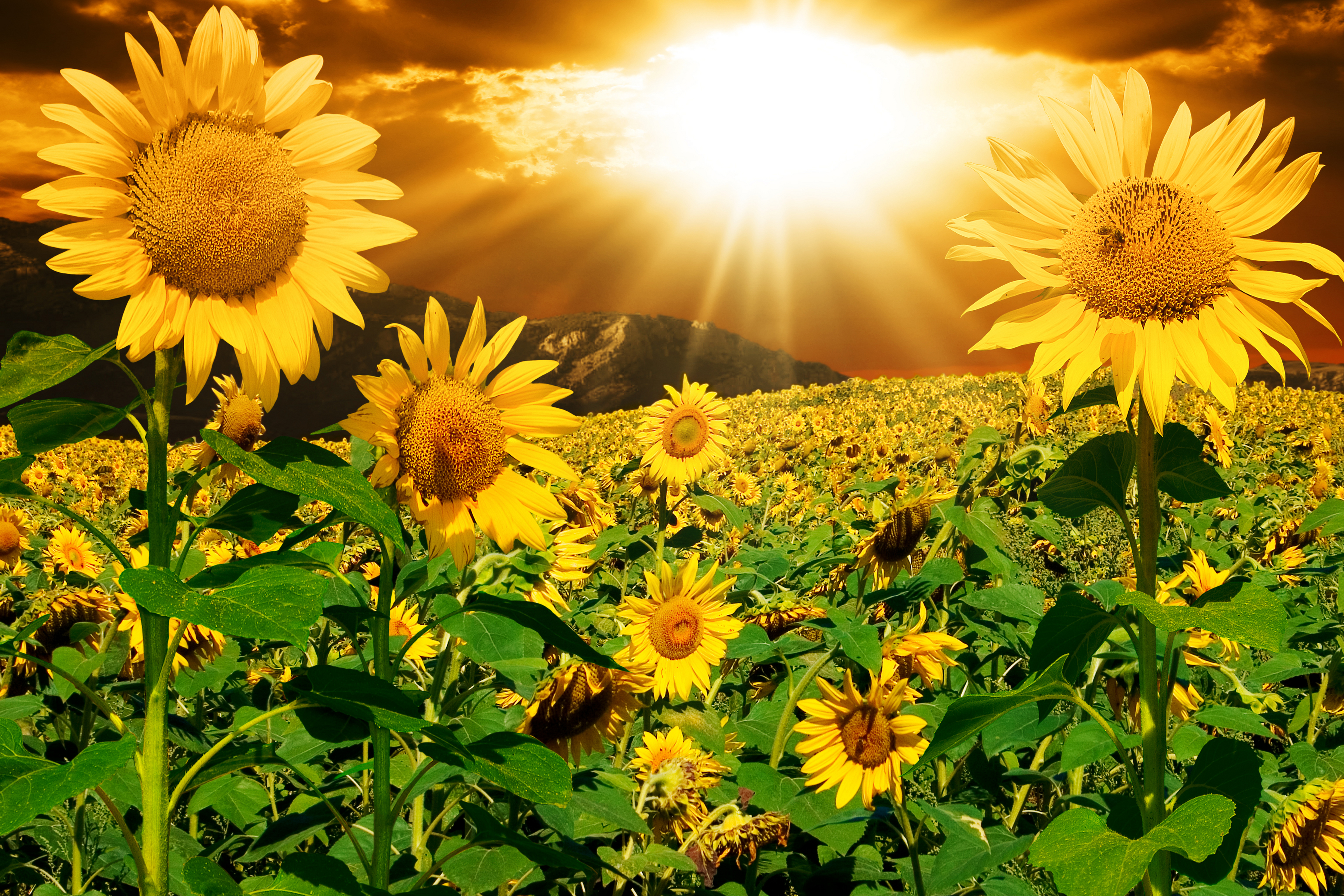 Sunflower background 02.jpg