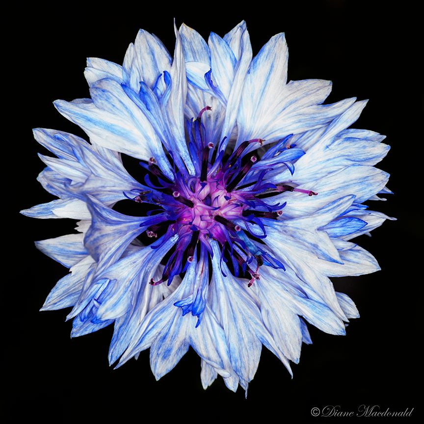 indigo cornflower.jpg