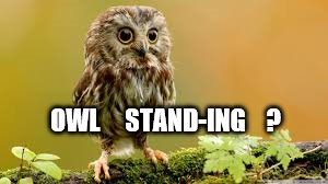 owl-standing (2).jpg