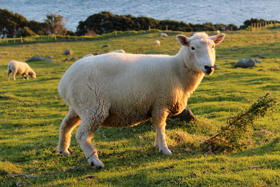 sheep-2524060_960_720.jpg