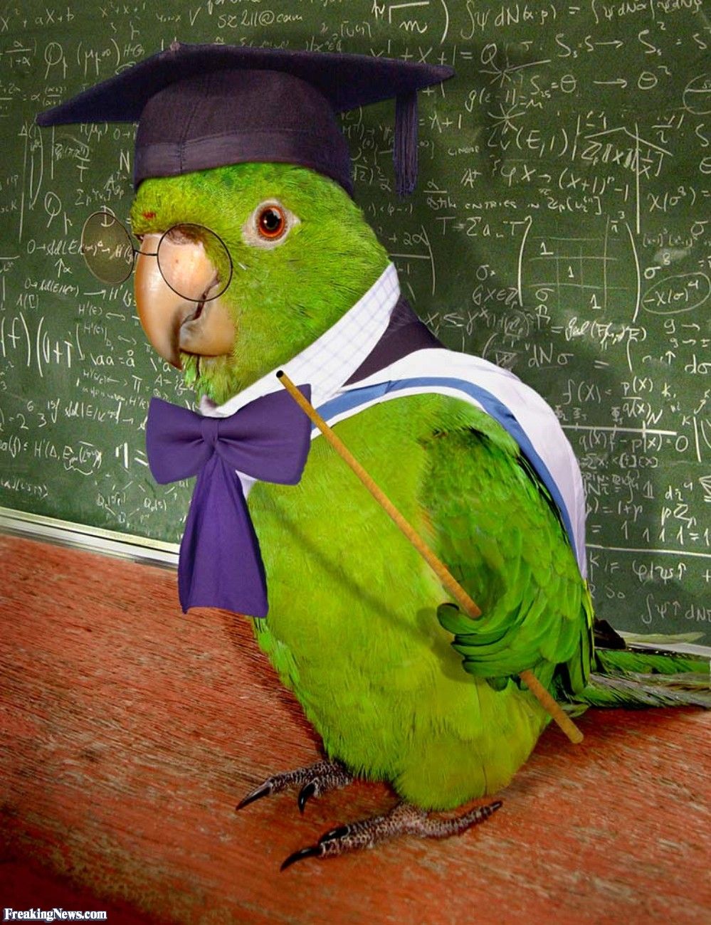 Educated-Parrot-Teaching-42349.jpg