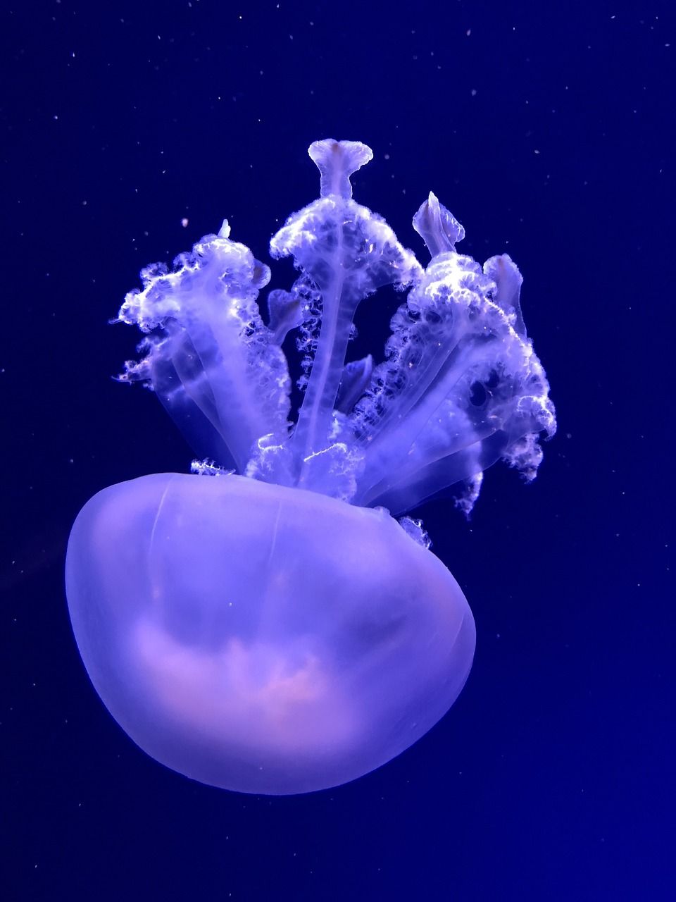 submerged-3282314_1280.jpg