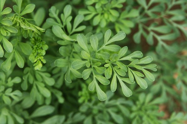 rue-herb1 crop.jpg