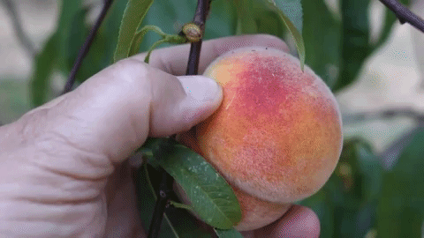 x curlfree peaches 6-1.gif