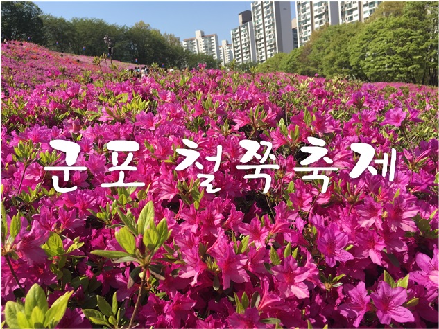 군포철쭉축제.jpg