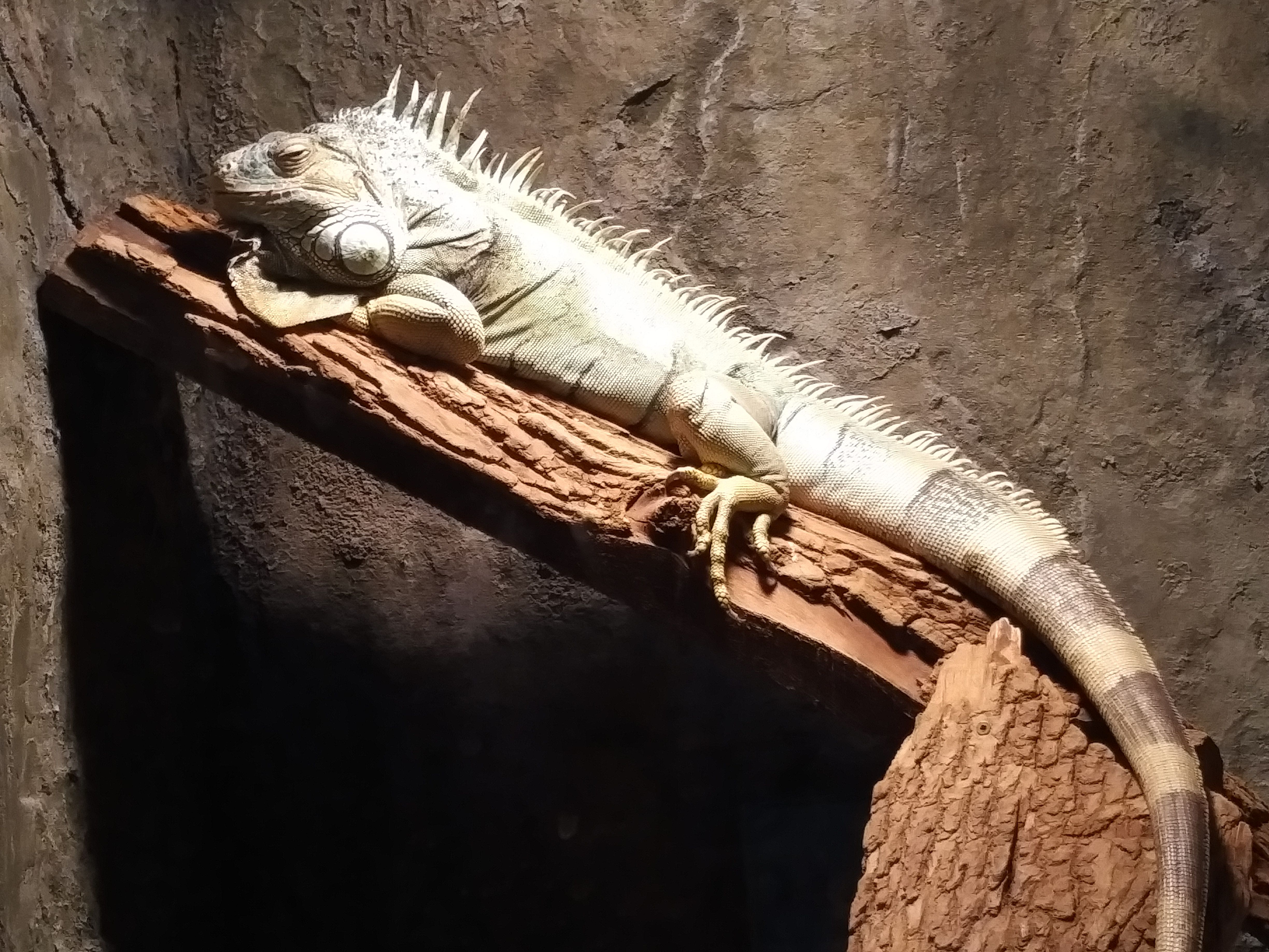 Green Iguana.jpg