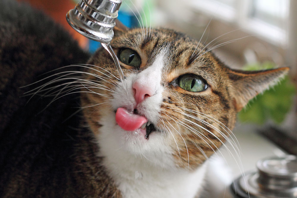 cat-drink-faucet.jpg