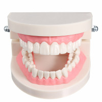 Tooth Anatomical Models.jpg