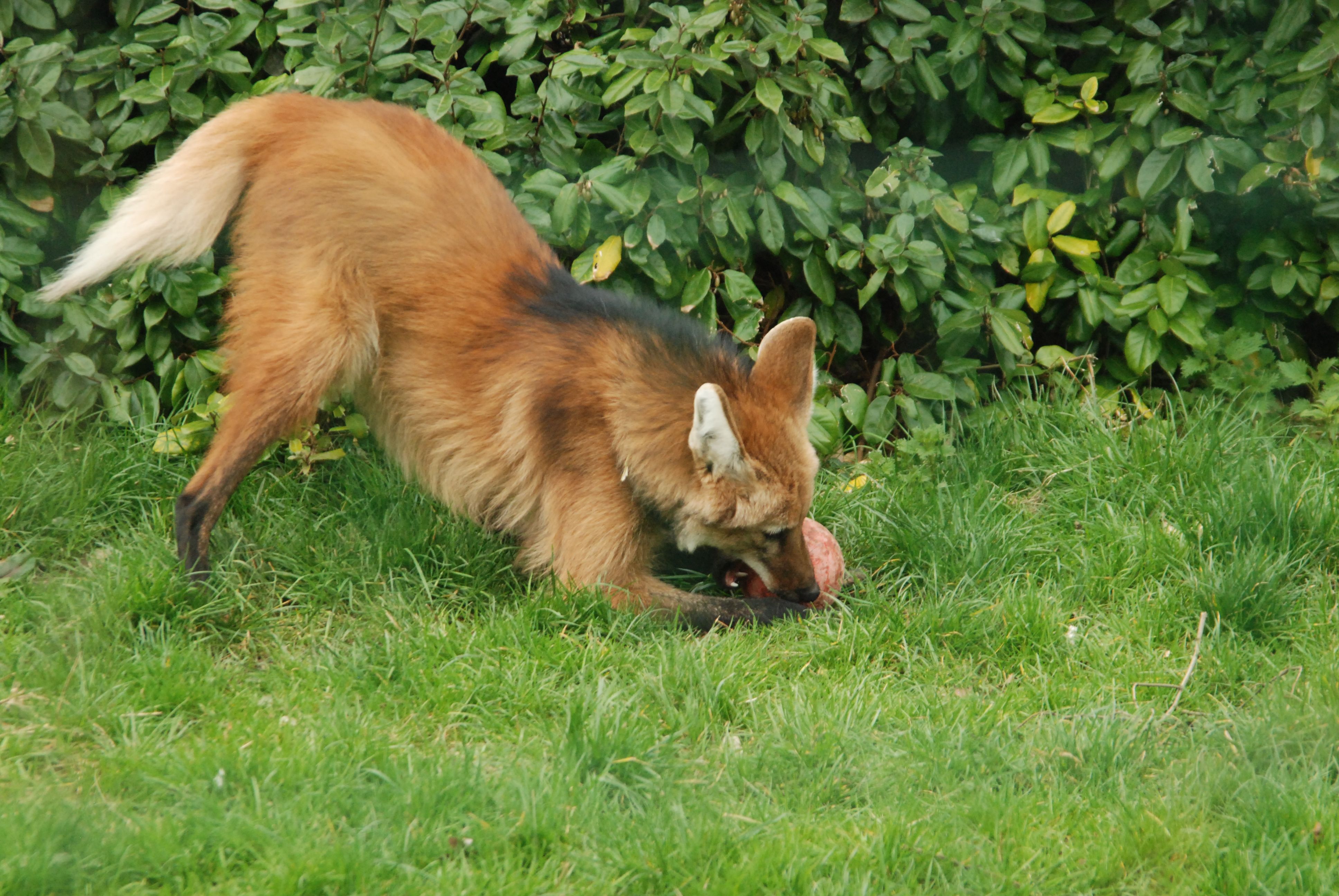 FoxHounD.JPG