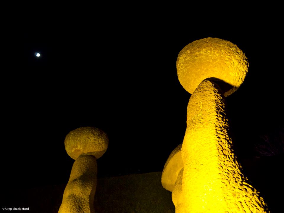 yellow stone mushrooms 1.jpg