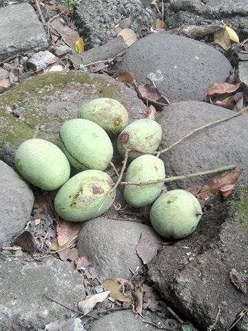 mangga.jpg